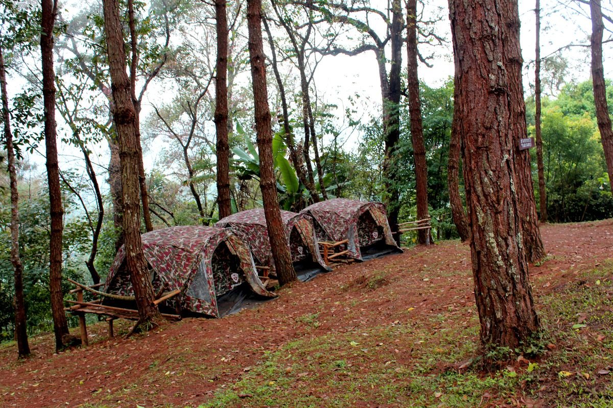 Camps